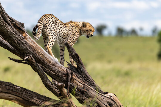 Young Cheetah Descending Weathered Fallen Tree