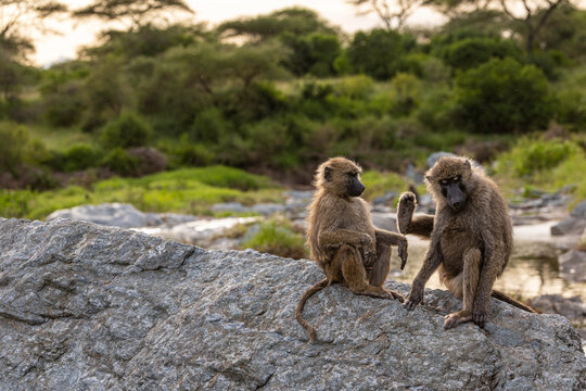 Two Baboons Sharing Evening Social Moment