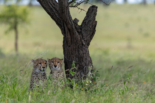 Two Young Cheetahs Sheltering Beneath Tree