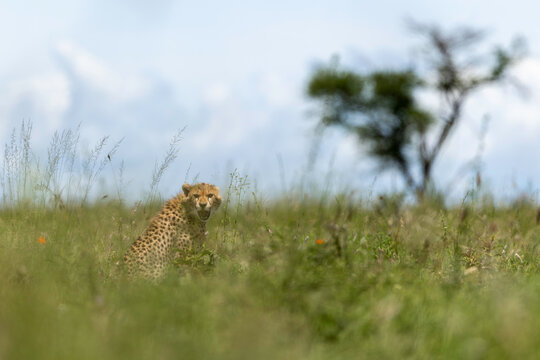 Alert Cheetah Scanning Open Savannah Plains