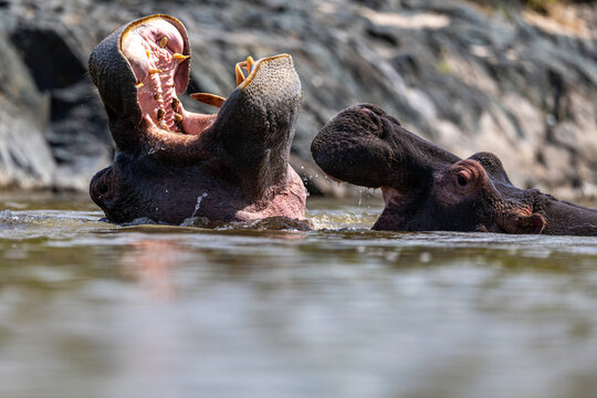 Two Hippopotamuses Displaying Territorial Behaviour