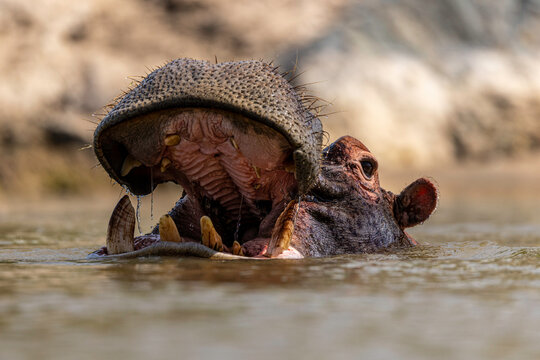 Hippo Opening Mouth Above River Surface