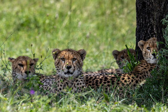 African Cheetahs Resting Beneath Acacia Tree