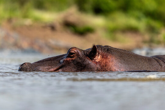Hippopotamus Resting Quietly In River Waters