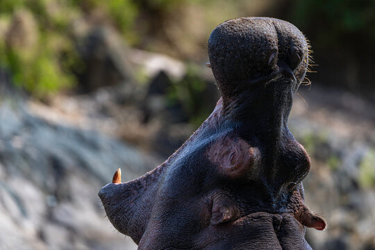 Yawning Hippopotamus Raises Head Above Water