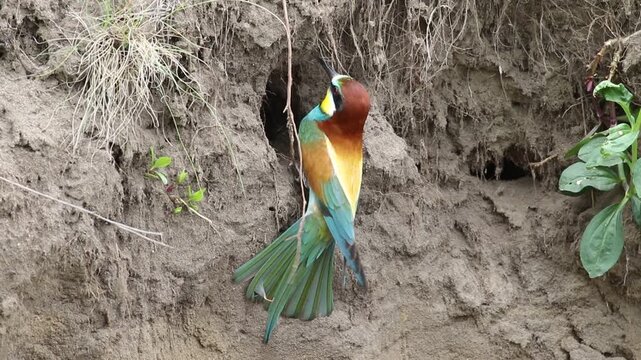 European bee-eater digging a nesting burrow in a sand cliff, colorful bird building a nest hole