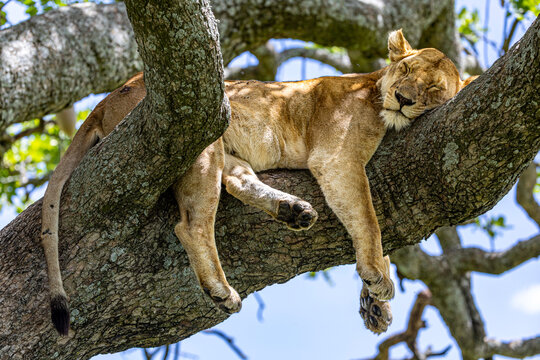 Dreaming Above The Endless Plains