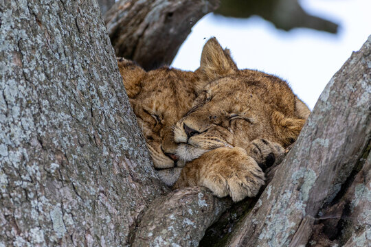 Sleeping Together Above The Savannah