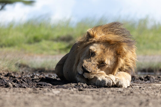 The Quiet Strength Of Kings