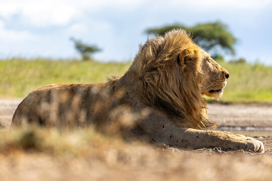 A King Beneath African Skies