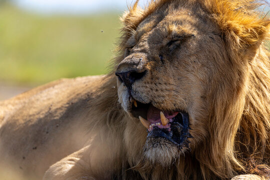 Bloodied King Beneath African Sun