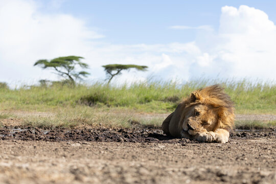 The King Sleeps Untroubled Here