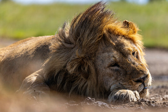 The Monarch Awaits Another Dawn