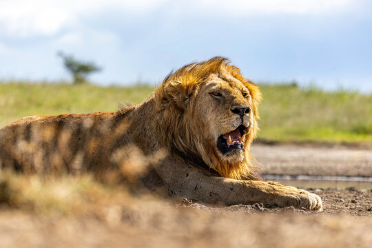 The Monarch Rests In Silence