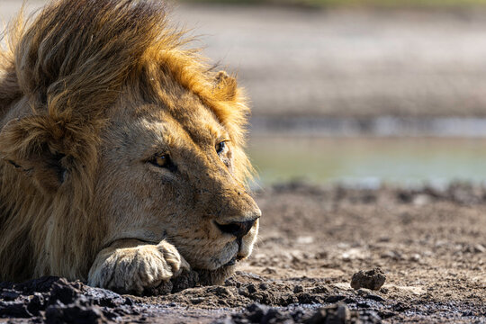 A Dominant Male Lion Resting Beside a Waterhole in Tanzania