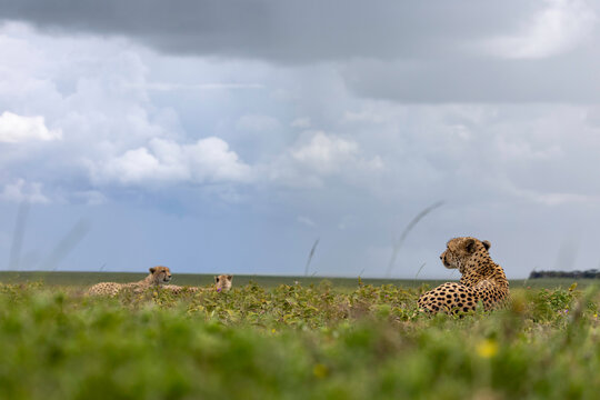 A Coalition of Cheetahs Resting Before the Storm
