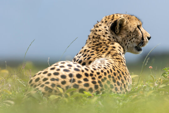A Cheetah Resting Vigilantly on the Serengeti Plains
