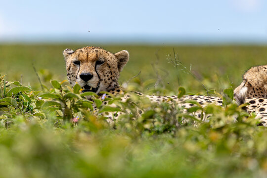 Two Cheetahs Resting in the Grasslands of the Serengeti