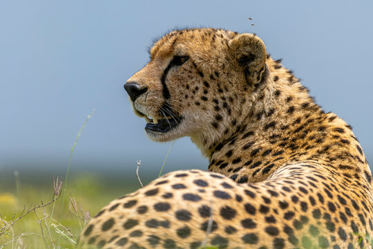 A Cheetah Scanning the Serengeti Plains for Prey