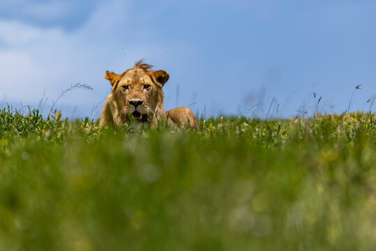 A Young Male Lion Resting in the Tall Grass of the Serengeti