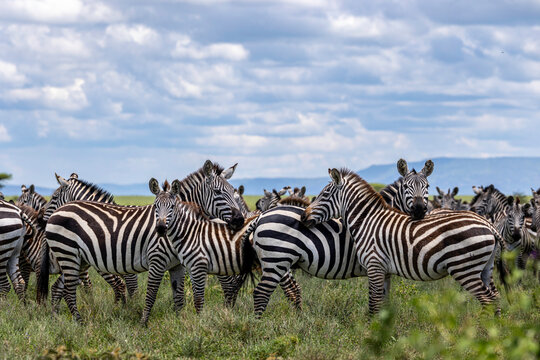 A Herd of Plains Zebras Gathering on the Tanzanian Savannah
