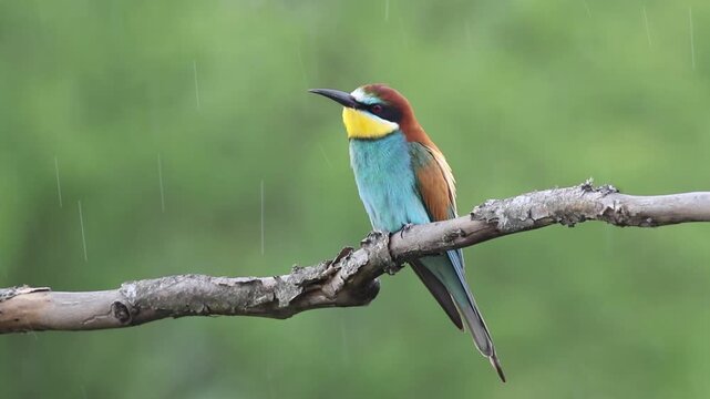 European bee-eater perched on a branch in rain, colorful bird calling during rainfall