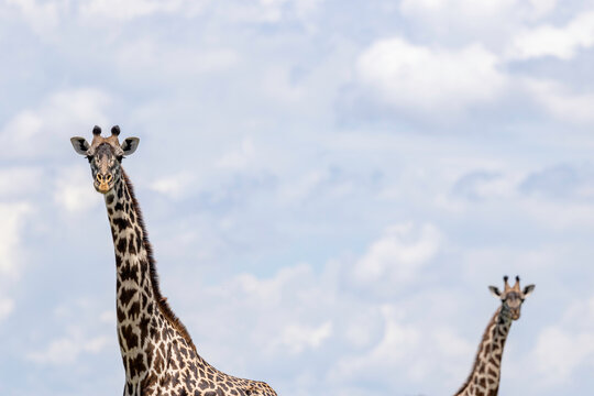 Masai Giraffes Scanning the Horizon of the African Savannah