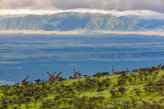 Masai Giraffes Overlooking the Vast Ngorongoro Highlands