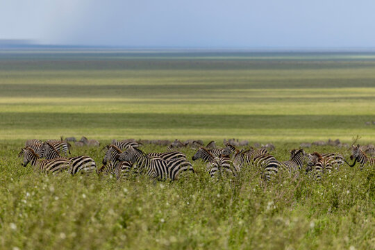 A Zebra Herd Grazing Across the Endless Plains of the Serengeti