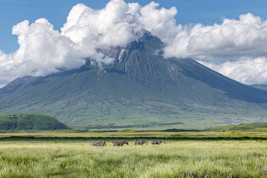 Zebras Crossing the Plains Beneath an Active Volcano