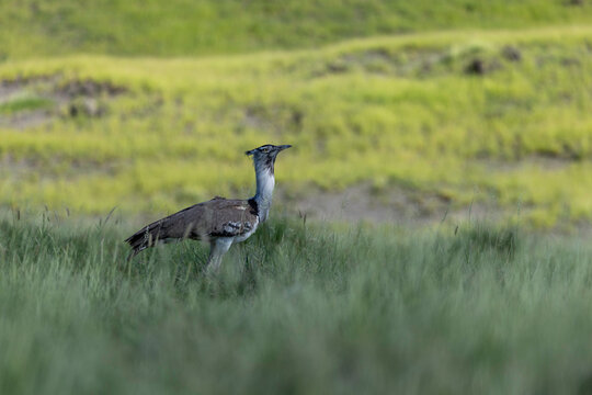 Silent Sentinel of the Savannah