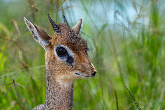 Africa's Smallest Antelope In Focus