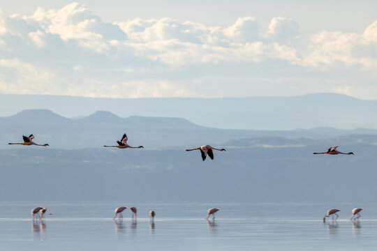 Graceful Flamingos Over Silent Reflections