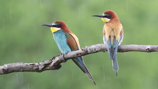 Pair of European bee-eaters on a branch in rain, colorful birds vocalizing during rainfall