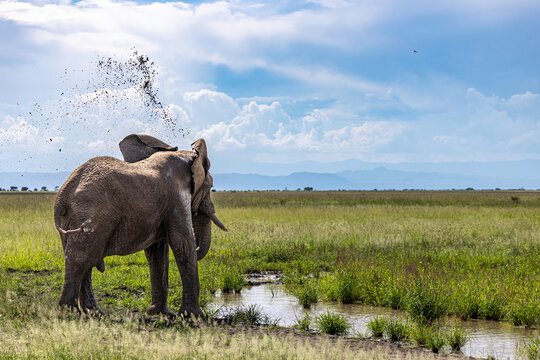 Cooling Down Beneath African Skies