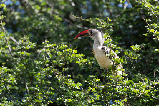 Hornbill In The Acacia Canopy