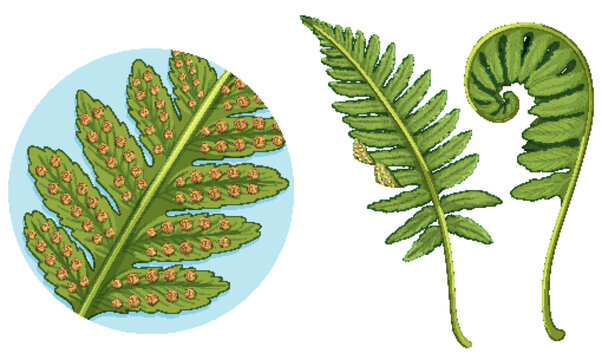 Scientific Illustration of Fern Fronds with Sori and Uncurling Fiddlehead Detail