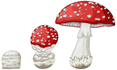 Naklejka premium Growth Stages of Amanita Muscaria Fly Agaric Mushroom Vector Illustration