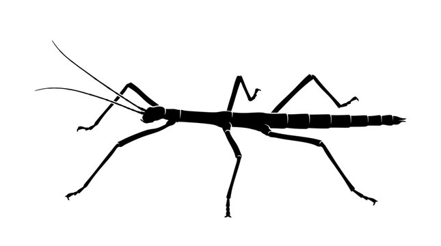 Detailed illustration of a praying mantis.
