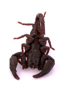 Scorpion on white background, poisonous sting at the end of its jointed tail, which it can hold curved over the back. Most kinds live in tropical and subtropical areas.