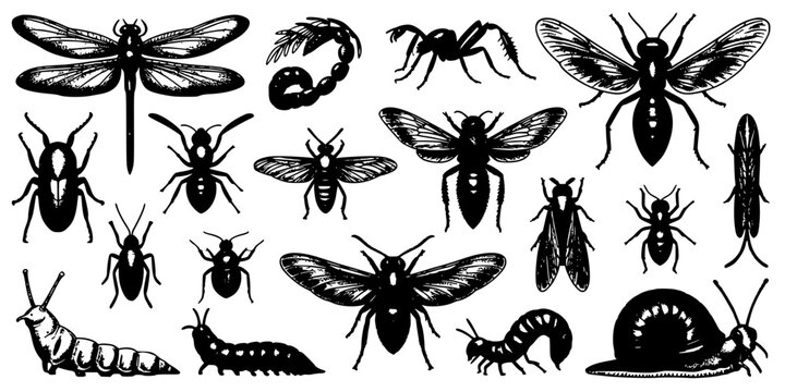 Insect Illustration Set with Detailed Black-and-White Beetles, Dragonflies, Caterpillars and Worms on White Background