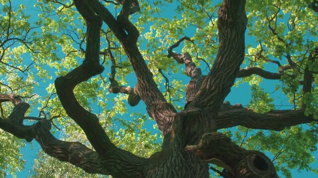 Old Oak Tree in Spring Foliage. A huge branchy old oak tree is covered with young spring foliage and lit by the soft evening sun. Bright foliage flutters against an azure sky