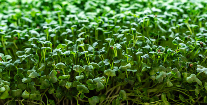 Growing daikon radish microgreens. Healthy food micro-greens.