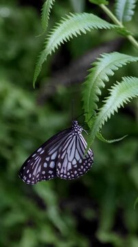 butterfly on leaf, black white butterfly 