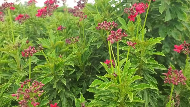 Vibrant red Jatropha integerrima or peregrina flowers blooming with green leaves in the garden, spicy jatropha bush
