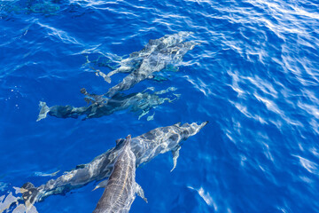 Naklejka premium Spinner dolphin (Stenella longirostris) is a small dolphin found in off-shore tropical waters around the world. Lehua Channel between Lehua Island (Lehua Crater) and Niihau Island. Kauai County
