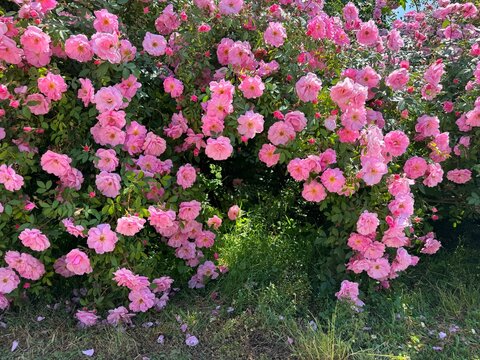 Gorgeous rose shrub covered beautiful pink roses flowers in garden.