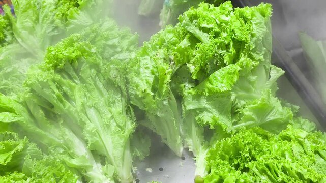 Bright green lettuce is constantly sprayed with water mist on the shelves of a modern vegetable market to maintain its freshness and crisp texture. Video transition, 4k, 60 fps