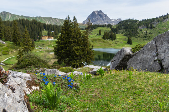 Summit Aries stone and red flowered colored meadows and K&ouml;rber lake in the alps of Bregenzerwald, with rocky mountains and steep, stony slopes on a sunny day with veil clouds.