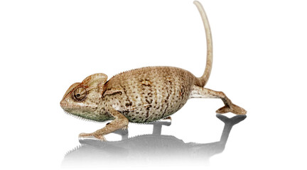 chameleon, lizard, reptile, PNG on Transparent background © dword